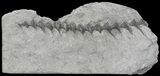 Archimedes Screw Bryozoan Fossil - Missouri #68678-1